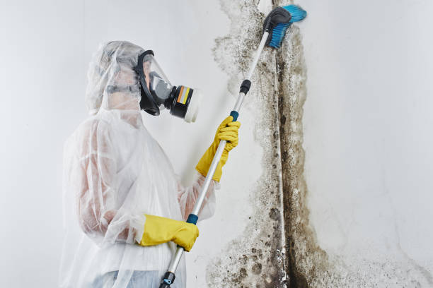 Best Residential Mold Remediation in Edwardsville, KS